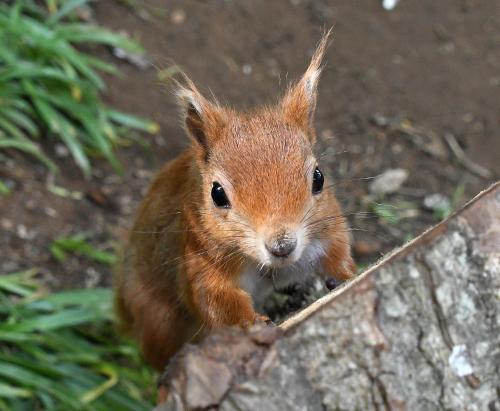 a small red squirrel standing on the ground at Blue Skies in Brading