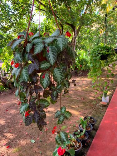 a hanging plant with red flowers in a garden at Juno Homestay in Mulatiyana