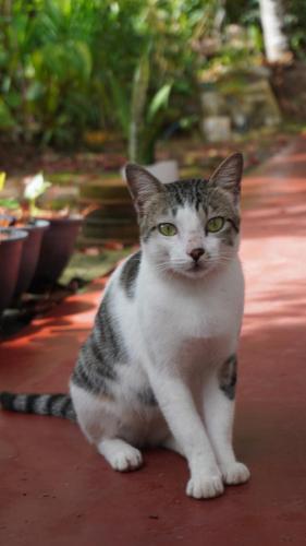 a gray and white cat sitting on a sidewalk at Juno Homestay in Mulatiyana