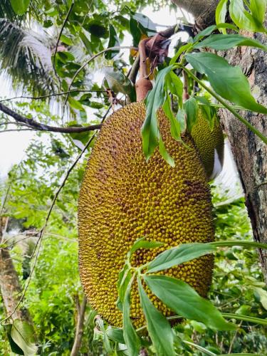 a large bunch of fruit hanging from a tree at Juno Homestay in Mulatiyana