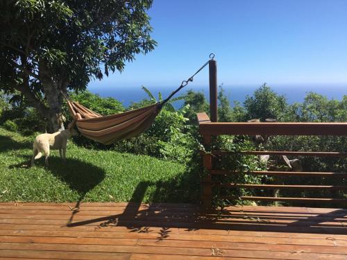a hammock hanging from a tree in a yard at Ecolodge vue Océan Indien in Saint-Denis