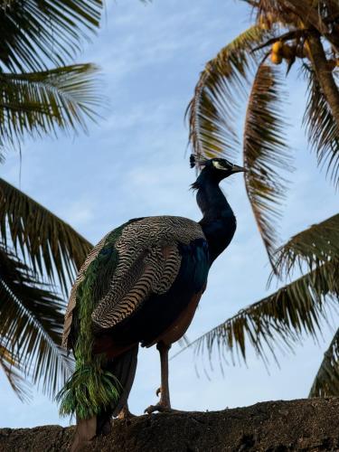 a peacock standing next to a palm tree at RKO Villa27 - Unawatuna in Habaraduwa