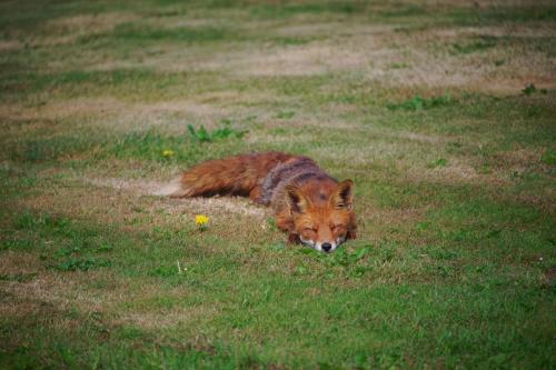a fox laying in the grass in a field at Sea view and nature in beautiful Lønstrup in Lønstrup