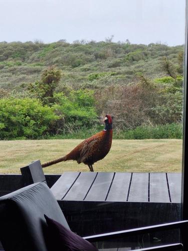 a bird standing on top of a bench at Sea view and nature in beautiful Lønstrup in Lønstrup