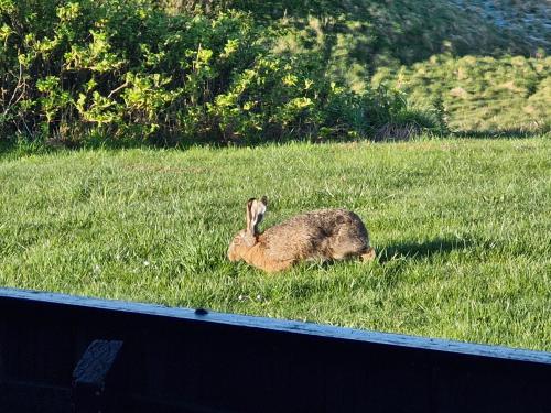 a rabbit sitting in the grass in a field at Sea view and nature in beautiful Lønstrup in Lønstrup