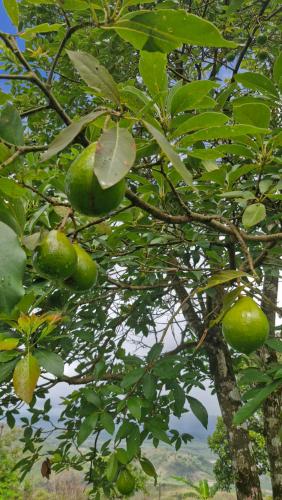 a tree with green fruit growing on it at Solar de Bonito in Bonito