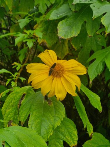 a yellow flower on a bush with green leaves at Solar de Bonito in Bonito