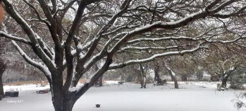 a tree covered in snow with a bird under it at Portezuelo de árboles in Panaholma