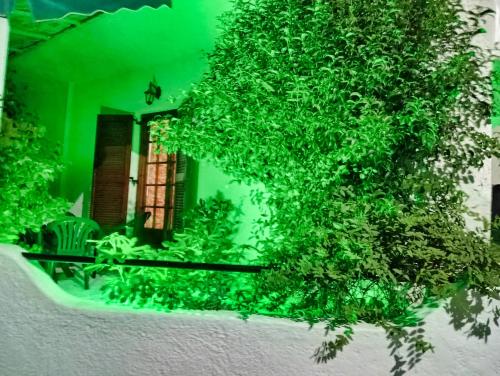 a plant on the side of a building with a window at Akrata Golden Beach House in Aíyira