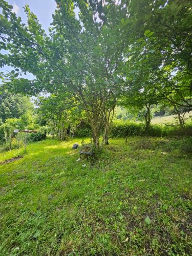 a tree in the middle of a grass field at Bienvenue chez jacquou Chambre d'hote cher l'habitant in Aubure