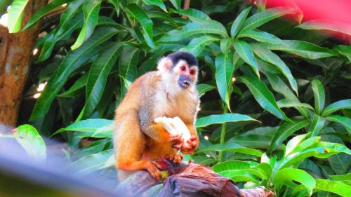 a monkey sitting on a log holding a banana at Casa Azul with Private Pool - Tropical Oasis - WiFi-AC-Bikes-Surfboards- Walk to point in Pavones