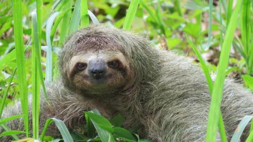 a three toed sloth sitting in the grass at Casa Azul with Private Pool - Tropical Oasis - WiFi-AC-Bikes-Surfboards- Walk to point in Pavones