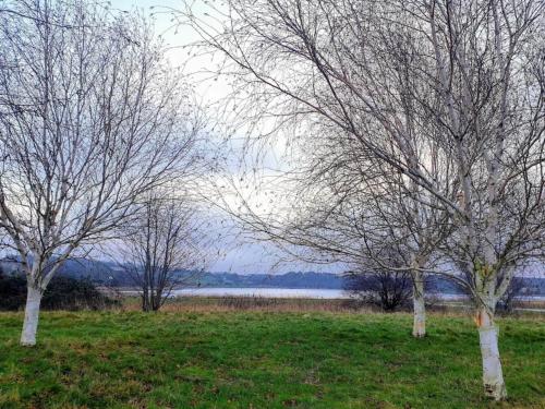 two trees in a field next to a body of water at 4 star holiday home in Faaborg-By Traum in Fåborg