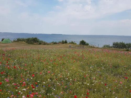 a field of flowers with the ocean in the background at 4 person holiday home in Frørup-By Traum in Frørup