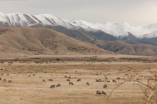 a herd of elephants grazing in a field with mountains at Manuka Vista in Twizel
