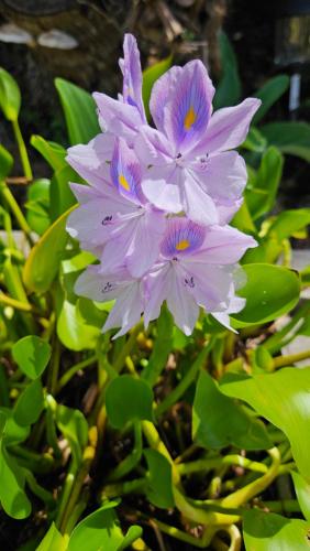 a group of purple flowers with green leaves at Tulu Famaguon Newly Renovated 2 BR 1BA Entire Apartment Free Wifi, Continental Breakfast, Parking in Tamuning