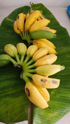 a bunch of bananas on a green leaf at Tulu Famaguon Newly Renovated 2 BR 1BA Entire Apartment Free Wifi, Continental Breakfast, Parking in Tamuning