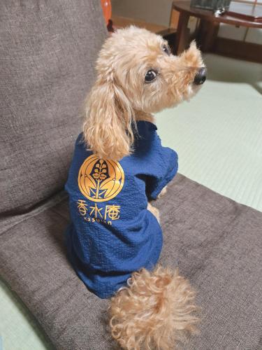 a small dog sitting on a couch wearing a blue shirt at Kasuian in Kyoto