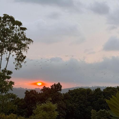 a flock of birds flying in front of a sunset at Araliyaa Tourists Lodge in Daulagala
