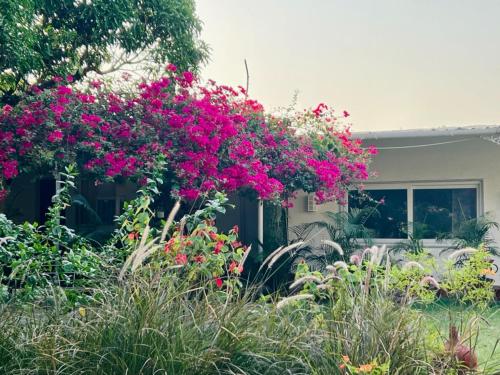 Zahrada ubytování The Studio Cottage, Bhopal