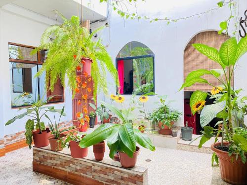 a bunch of potted plants in a room with windows at Sarisa House in Iquitos