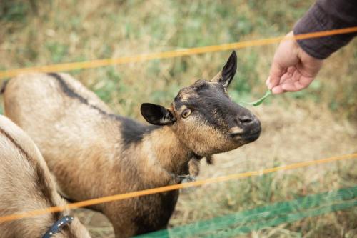 a person feeding a baby goat behind a fence at Tsuru BASE - Vacation STAY 12709v in Tsuru 