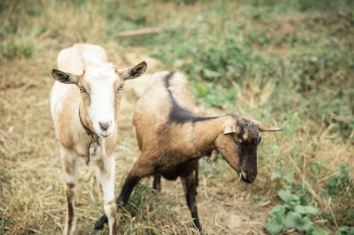 a goat and a sheep standing in a field at Tsuru BASE - Vacation STAY 12709v in Tsuru 