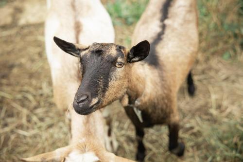 a baby goat standing next to a cow at Tsuru BASE - Vacation STAY 12709v in Tsuru 