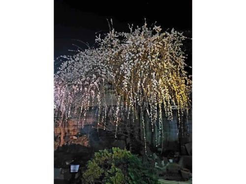 a tree with lights on it at night at Guest House SAKURA - Vacation STAY 57751v in Sakura