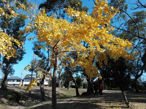 a tree with yellow leaves in a park at Minpaku Yamamoto - Vacation STAY 13869 in Izumiotsu