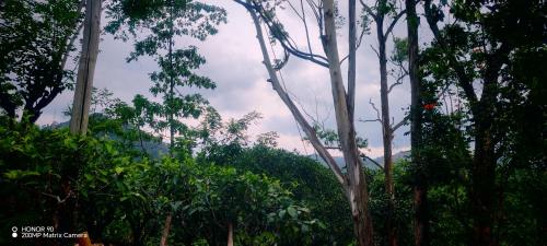 a group of trees and bushes in a forest at The Paradise in Kumbalwela