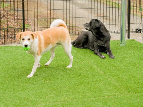 zwei Hunde sitzen auf dem Gras mit einem Ball im Maul in der Unterkunft Rakuten STAY VILLA Yatsugatake - 104 Family Room Pets Friendly - in Hokuto