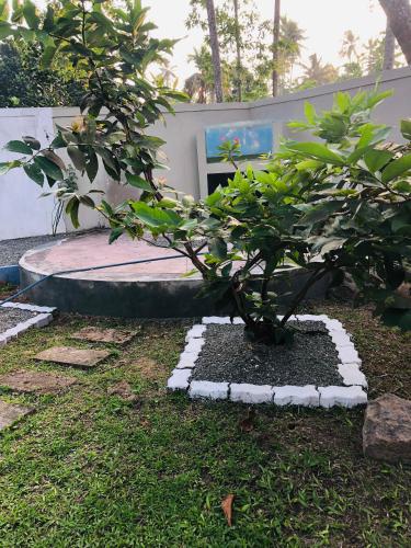 a tree in a garden with a bench in the background at Coco Breeze Villa in Talpe