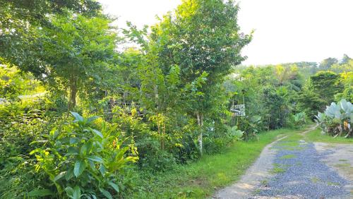 a dirt road through a garden with trees and bushes at Khao Sok Horizon in Ban Bang Thong