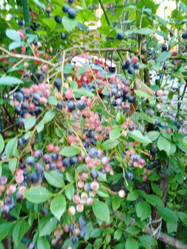 a bunch of blueberries growing on a tree at Kurokawa Onsen Besso - Vacation STAY 14733 in Minamioguni