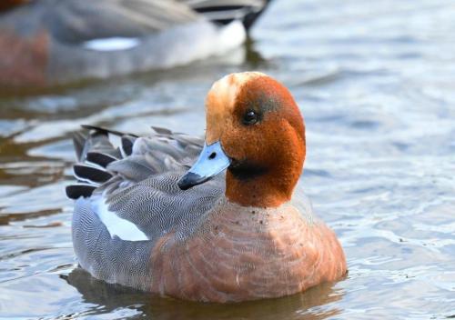 a duck swimming in the water at Glamping Base IZUMO "Lakeside Hot Spring Hotel Kun - Vacation STAY 42017v in Izumo