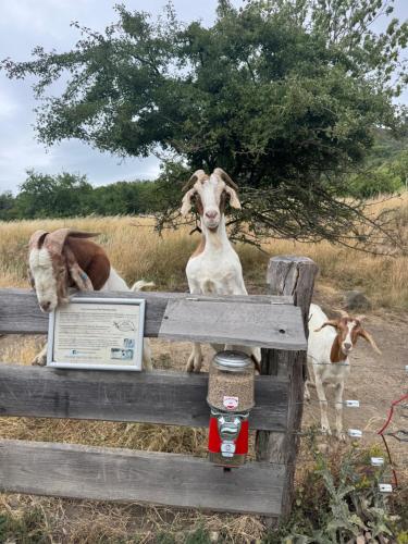 two goats are looking over a wooden fence at Penzion pod Hazmburkem in Klapý