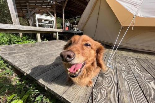 a brown dog is sitting on a wooden deck at Private Garden Otaki - Vacation STAY 89486v in Ōtaki