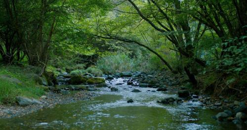 a stream in a forest with rocks and trees at G,O,A,T - Vacation STAY 79413v in Tsuru 