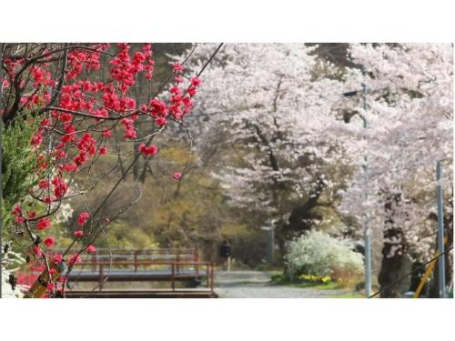 a park with a bench and trees with pink flowers at Asama no Iori - Vacation STAY 00999v in Fujiyoshida