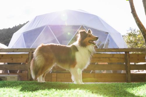 Domácí mazlíčci ubytovaní s hosty v ubytování SPRINGS VILLAGE Ashigara Tanzawa Onsen Resort & Gl - Vacation STAY 81502v