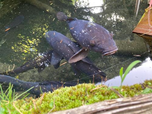 two fish are standing in the water at Tokurajyo - Vacation STAY 15844 in Akiruno