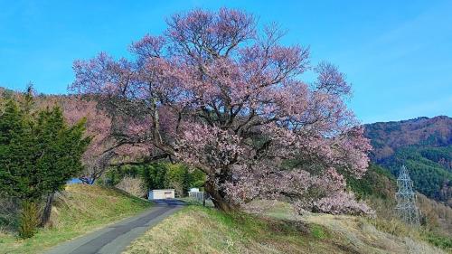 a tree on the side of a hill with a road at LongHillsEcoGuesthouse&Cafe - Vacation STAY 24885v in Kinoshita