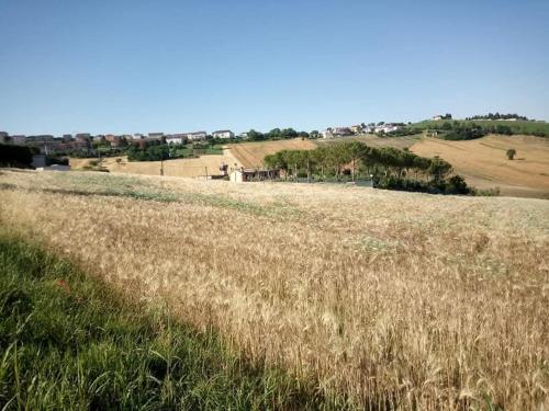 a field of tall grass with a city in the background at Affittacamere Flli Rossi in Tornasano