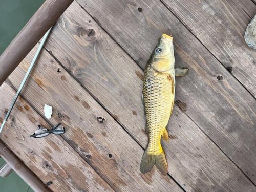 a fish on a wooden table with a pair of scissors at Hasaki Seaside Campsite - Vacation STAY 43554v in Shari