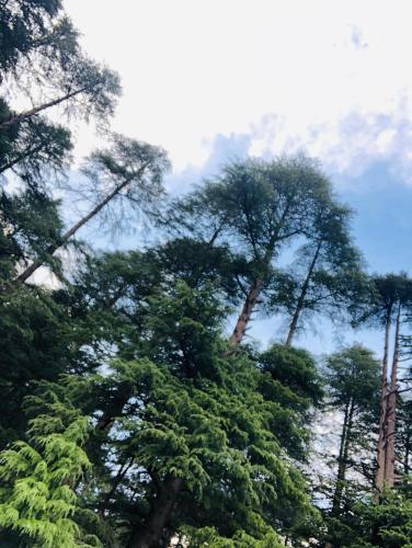 a group of trees with a mountain in the background at Chopra Home Stay in Chamba