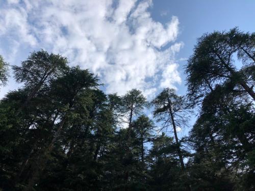 a group of trees against a cloudy sky at Chopra Home Stay in Chamba