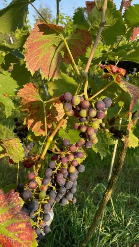 a bunch of grapes hanging from a tree at Apartamenty i Winnica - Siedlisko Na Polanie in Lipka Wielka