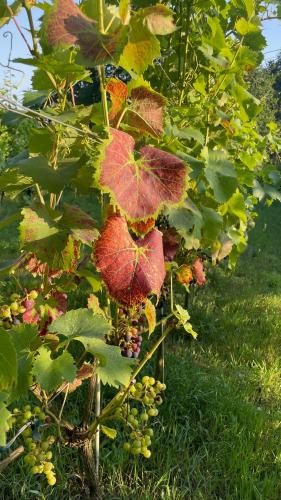 a bunch of red leaves on a grape plant at Apartamenty i Winnica - Siedlisko Na Polanie in Lipka Wielka