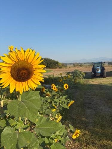a sunflower in a field with a car in the background at Agri Charme Tenuta Picilli in Albanella